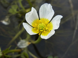 Ranunculus tripartitus