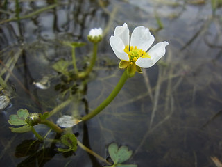 Ranunculus tripartitus