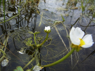 Ranunculus tripartitus