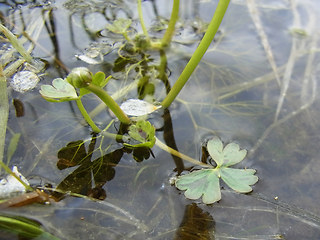 Ranunculus tripartitus