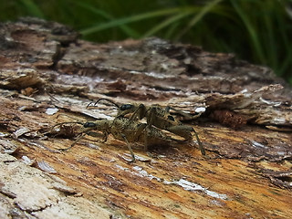 Rhagium mordax