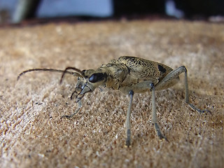 Rhagium mordax