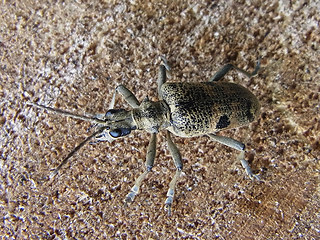 Rhagium mordax