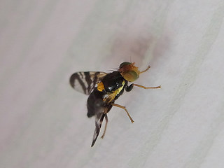 Rhagoletis cerasi