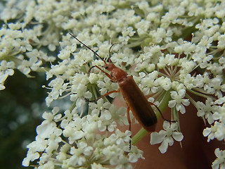 Rhagonycha fulva