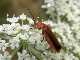 Rhagonycha fulva