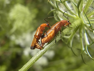 Rhagonycha fulva