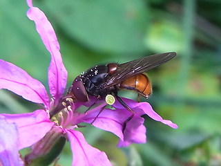 Rhingia campestris