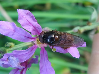 Rhingia campestris