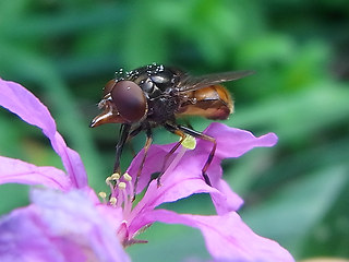 Rhingia campestris