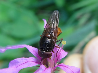 Rhingia campestris