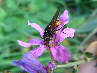 Rhingia campestris