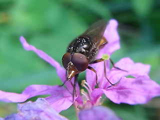 Rhingia campestris