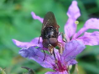 Rhingia campestris