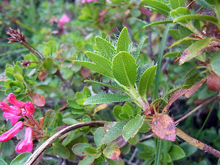 Rhododendron hirsutum