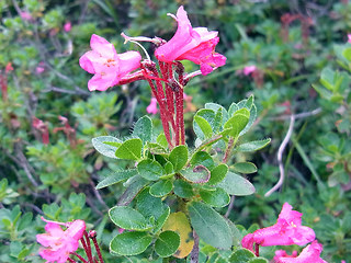 Rhododendron hirsutum