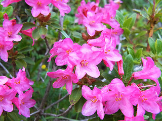 Rhododendron hirsutum