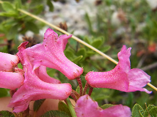 Rhododendron hirsutum