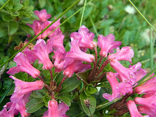 Rhododendron hirsutum