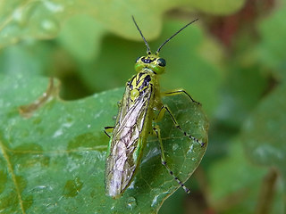 Rhogogaster viridis