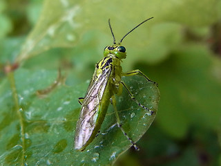 Rhogogaster viridis