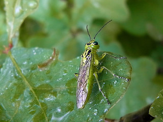 Rhogogaster viridis