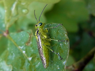 Rhogogaster viridis