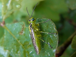 Rhogogaster viridis