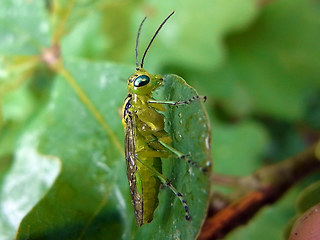 Rhogogaster viridis