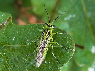 Rhogogaster viridis