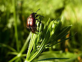 Rhynchites cupreus