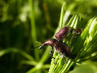 Rhynchites cupreus