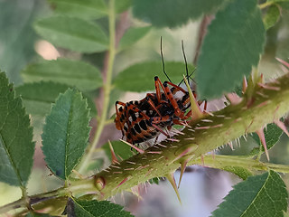 Rhynocoris cuspidatus