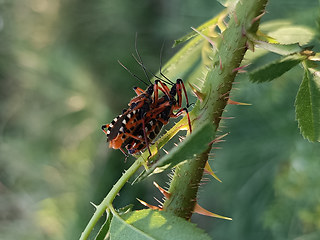 Rhynocoris cuspidatus