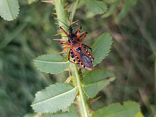 Rhynocoris cuspidatus