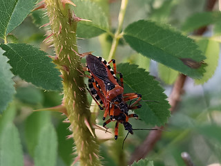 Rhynocoris cuspidatus