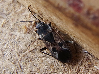 Rhyparochromus vulgaris