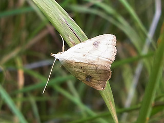 Rivula sericealis