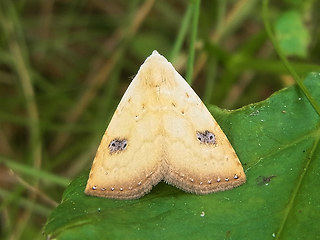 Rivula sericealis