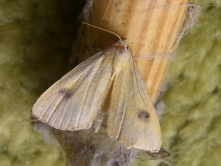 Rivula sericealis