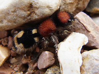 Ronisia brutia