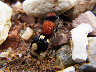 Ronisia brutia