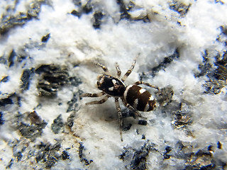 Salticus scenicus