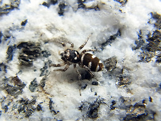 Salticus scenicus