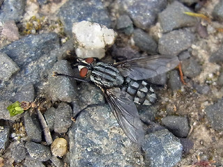 Sarcophaga carnaria