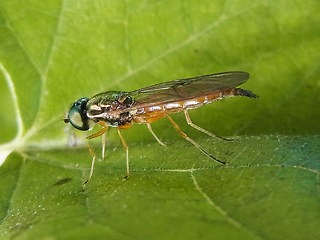 Sargus bipunctatus