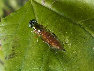 Sargus bipunctatus