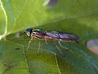 Sargus bipunctatus