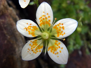 Saxifraga bryoides