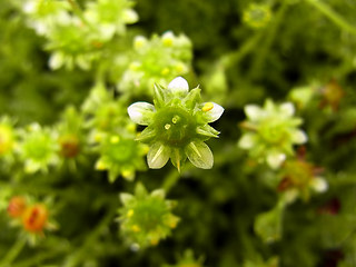 Saxifraga sedoides